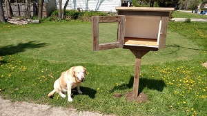 Little free library installed
